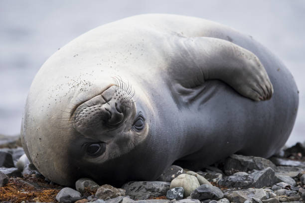 los elefantes marinos jóvenes del sur (mirounga leonina) son conocidos como destetadores. - foca fotografías e imágenes de stock