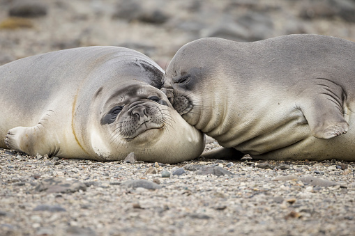 Southern elephant seal on Snow Island, South Shetland Islands, Antarctica