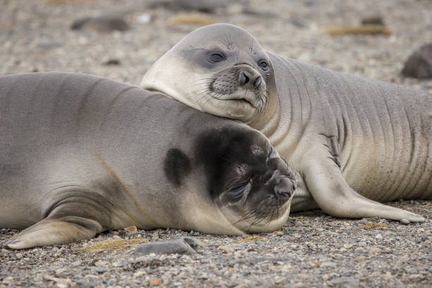 istock Young Southern elephant seals (Mirounga leonina) are known as weaners. 1376565663