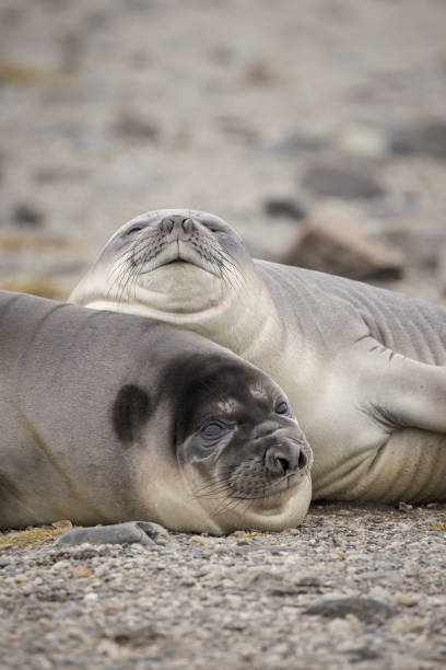 istock Young Southern elephant seals (Mirounga leonina) are known as weaners. 1376565850