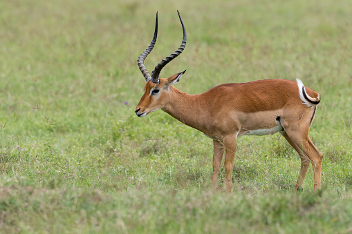 Impalas, aepyceros melampus, in Kenya. Lyre -shaped horns.