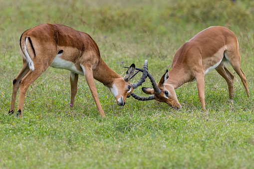 male sika deer with antlers