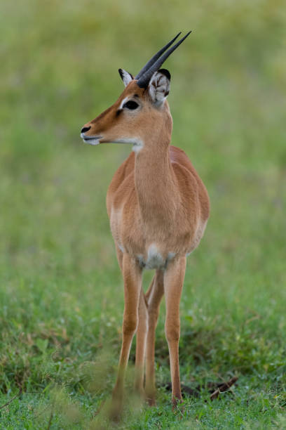 Impala in the wild Impalas, aepyceros melampus, in Kenya. lake nakuru national park stock pictures, royalty-free photos & images