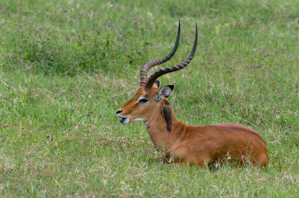 impala à l’état sauvage avec un oiseau pic sur la tête - impala photos et images de collection