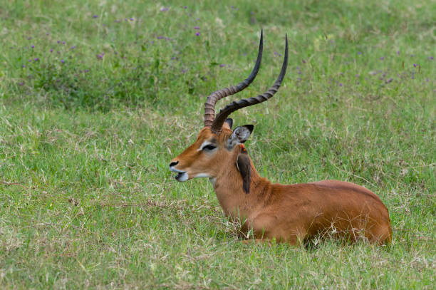 Impala in the wild with oxpecker bird on head Impalas, aepyceros melampus, in Kenya. Lyre -shaped horns. impala stock pictures, royalty-free photos & images