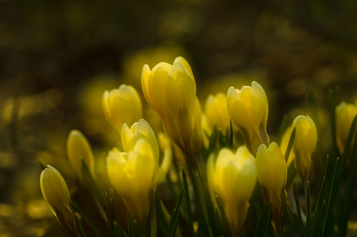 yellow crocus blossom, close up and beautiful
