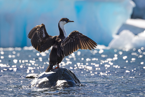 Antarctic shags are a species of cormorant.
