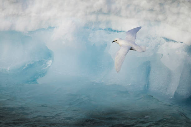 Snow petrels are almost entirely restricted to cold antarctic waters and are associated with pack ice, icebergs and ice floes.
