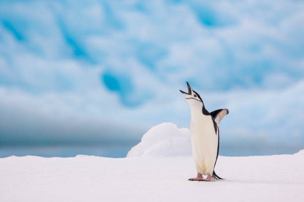 istock Chinstrap penguin (Pygoscelis antarcticus) on ice, Antarctic Peninsula. 1376576479
