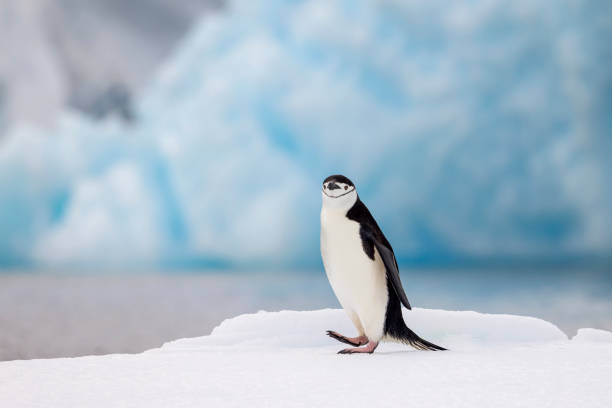 istock Chinstrap penguin (Pygoscelis antarcticus) on ice, Antarctic Peninsula. 1376576484