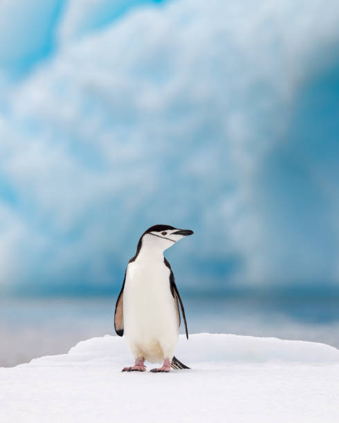 zügelpinguin (pygoscelis antarcticus) auf eis, antarktische halbinsel. - gentoo penguin stock-fotos und bilder