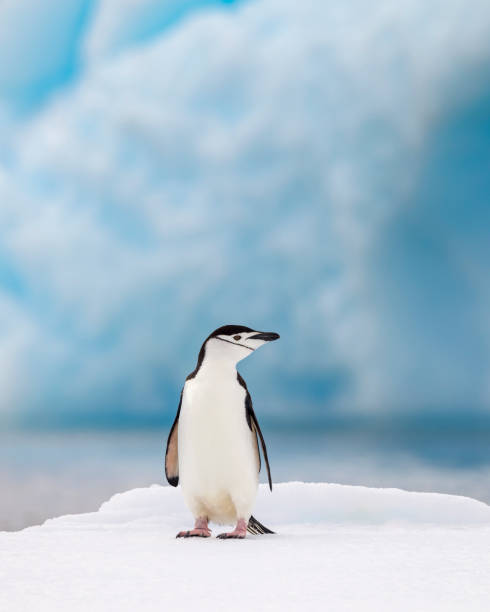 pingwin podbródkowy (pygoscelis antarcticus) na lodzie, półwysep antarktyczny. - gentoo penguin zdjęcia i obrazy z banku zdjęć