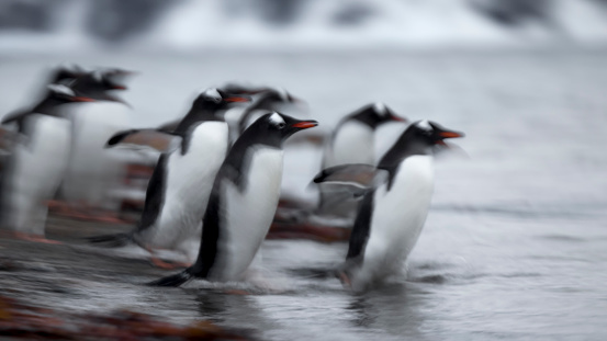 Two molting gentoo penguins stand amidst their feathers that have been shed on the rocks of the Antarctic Peninsula.