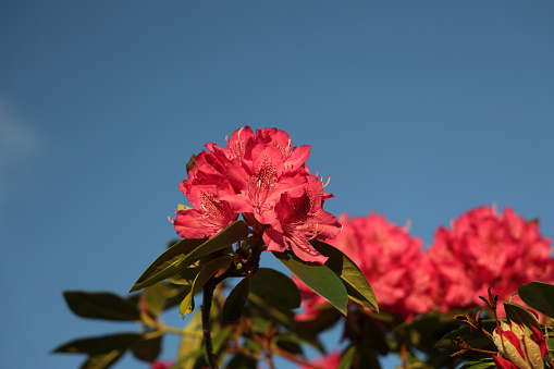 Low angle view of vibrant rhododendrons against a blue sky. Spring evening. Southwestern British Columbia, Canada. \nCopy space for your message.
