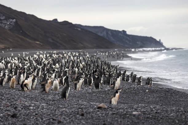 pingwiny podbródkowe (pygoscelis antarcticus) bailey head, deception island, szetlandy południowe, antarktyda. - shetland islands zdjęcia i obrazy z banku zdjęć