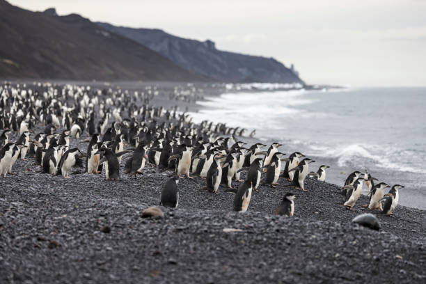 pingwiny podbródkowe (pygoscelis antarcticus) bailey head, deception island, szetlandy południowe, antarktyda. - shetland islands zdjęcia i obrazy z banku zdjęć