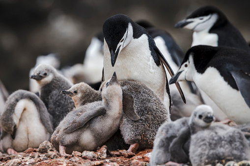 Australian Little Penguin in captive environment