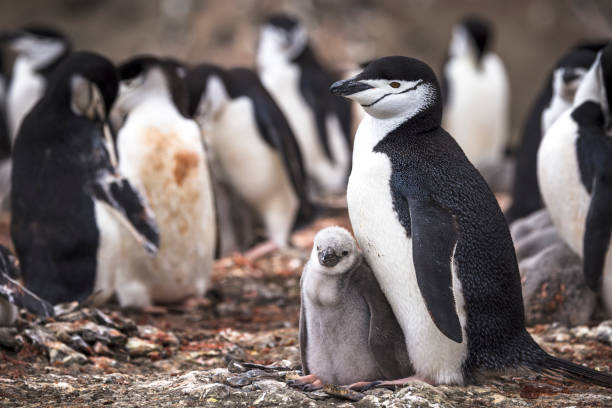 zügelpinguine (pygoscelis antarcticus) mit eltern und küken bailey head, deception island, südliche shetlandinseln, antarktis. - penguin colony nobody horizontal stock-fotos und bilder