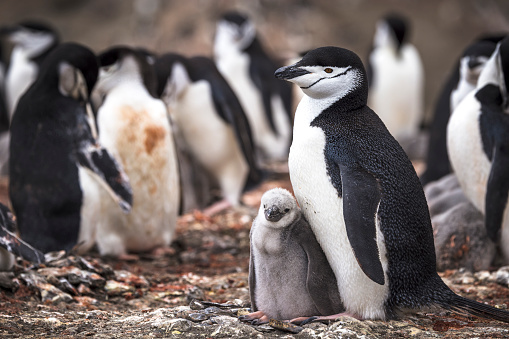 Chinstrap penguins breed mainly on the Antarctic Peninsula and on islands in the South Atlantic Ocean.