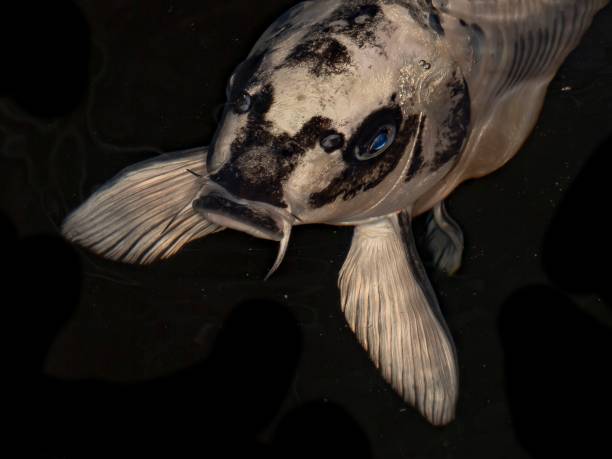 istock Blue Eyes Of The Koi Fish. 1376589436