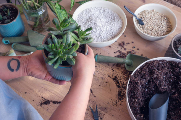 istock Woman caring for houseplants on table 1376595078