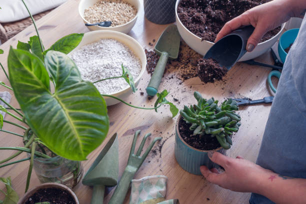 istock Woman caring for houseplants on table 1376596156