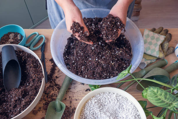 istock Indoor potted plant care 1376602078
