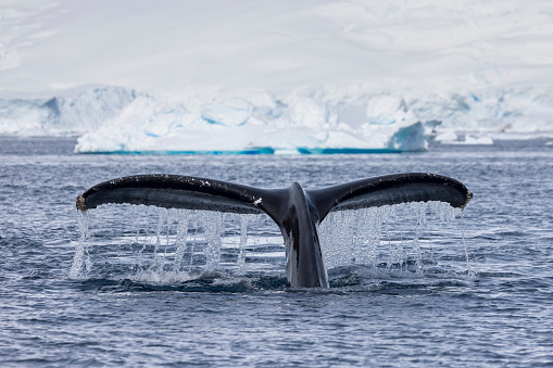 The tail of two humpback whales are seen in this image as they breech the surface diving for krill in the icy waters off the Antarctic Peninsula