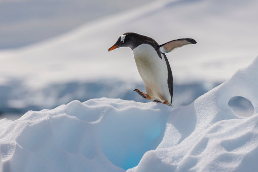 A gentoo penguin parent is looking after a recently hatched chick at a colony on the Antarctic Peninsula.