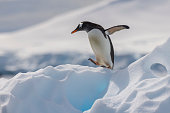 Gentoo penguin (Pygoscelis papua), Antarctica.