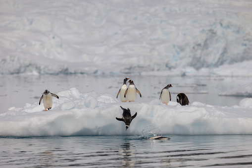 In the Antarctic Peninsula. Penguins are often found on icebergs where they are relatively safe from seals. Here they are maintaining their balance as the run using their flippers. Photo made at Paradise Bay on the peninsula.