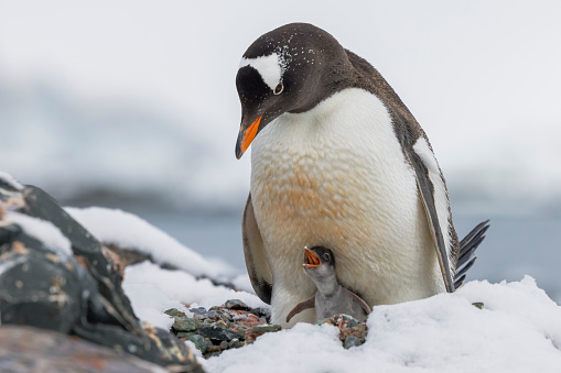 An Emperor Penguin chick flaps its wings after being fed by its parent. Antarctica.