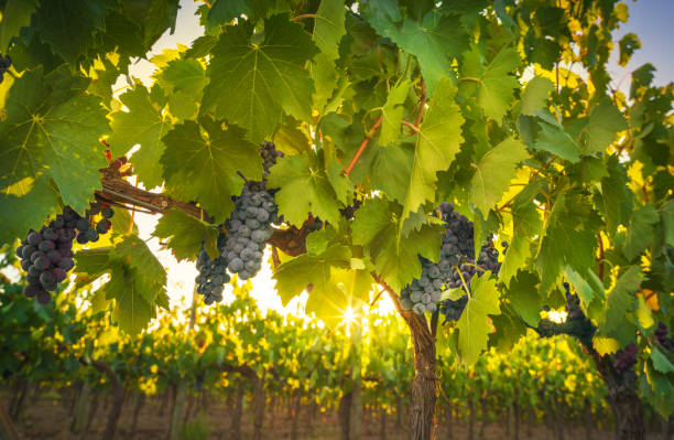 raisins et vigne dans le vignoble du chianti et soleil. toscane, italie - sun sunlight italy florence italy photos et images de collection