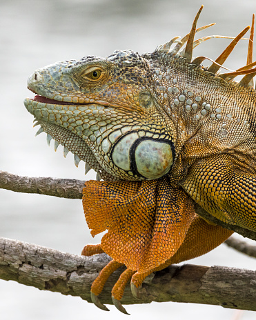 Green iguana (Iguana iguana) portrait.