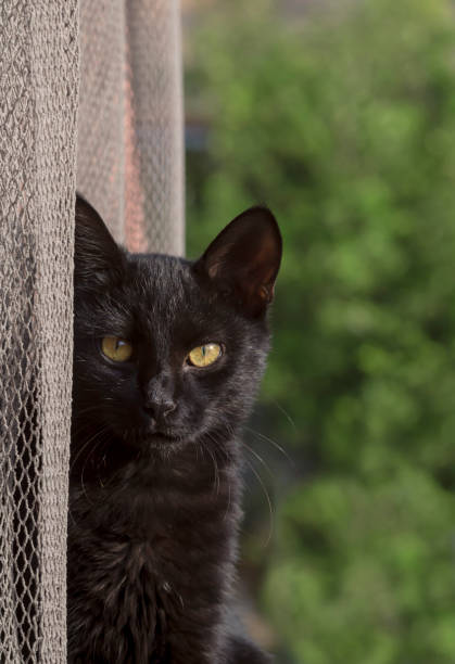 istock Young, big, beautiful, black cat sitting close-up 1376609373