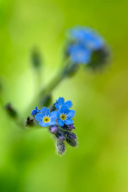 Myosotis sylvatica wood forget-me-not beautiful flowers in bloom, wild plants flowering in forests Myosotis sylvatica wood forget-me-not beautiful flowers in bloom, wild plants flowering in forests, green leaves Sepal stock pictures, royalty-free photos & images