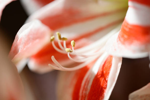 Detail of Amaryllis