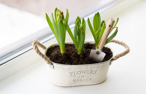 cultiver des jacinthes sur le rebord de la fenêtre. passe-temps de jardinage, printemps et primevères - hyacinth lily family potted plant flower photos et images de collection
