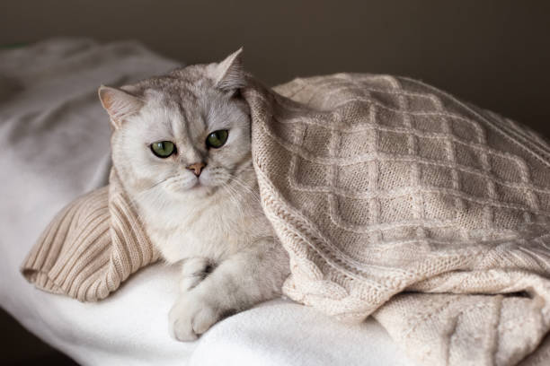 istock A white cat on a white bed under a white knitted blanket 1376626183