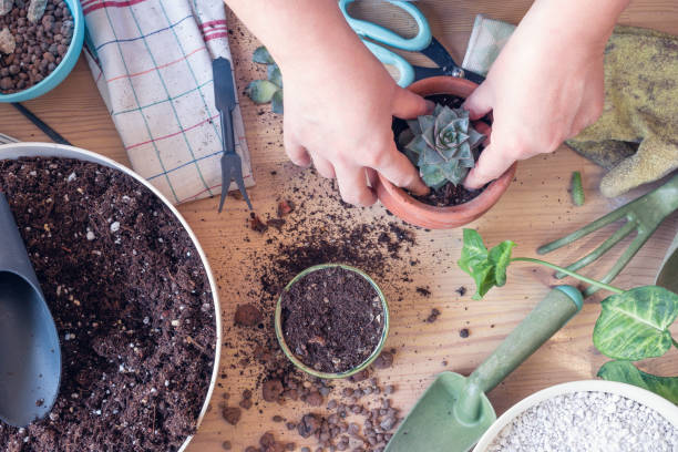 istock Woman caring for houseplants on table 1376626261