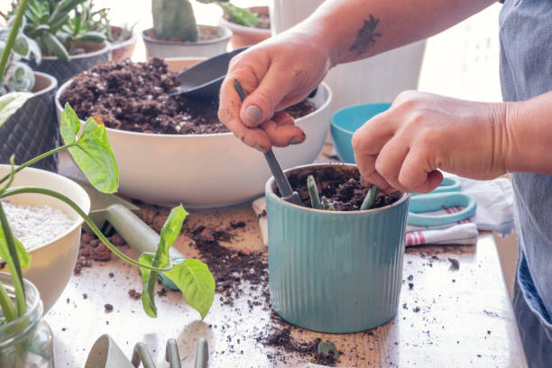 istock Woman caring for houseplants on table 1376626584