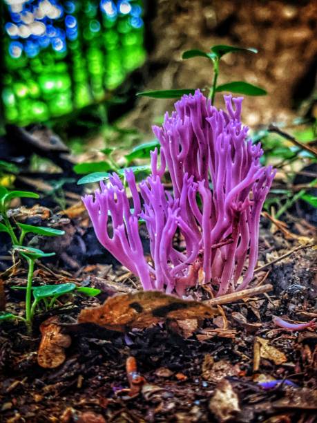 Clavaria zollingeri
