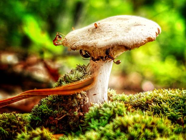 Ants gather pieces of a decaying mushroom