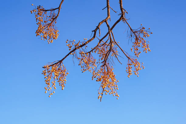 Branch of Chinaberry trees ( Melia azedarach ) with yellow clusters of fruit against blue sky Autumn. Branch of Chinaberry trees ( Melia azedarach ) with yellow clusters of fruit against blue sky chinaberry stock pictures, royalty-free photos & images