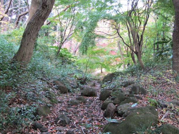 istock Japan. November. Walkway in the park. 1376630916