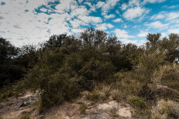 istock Calden forest landscape, La Pampa province, 1376630921