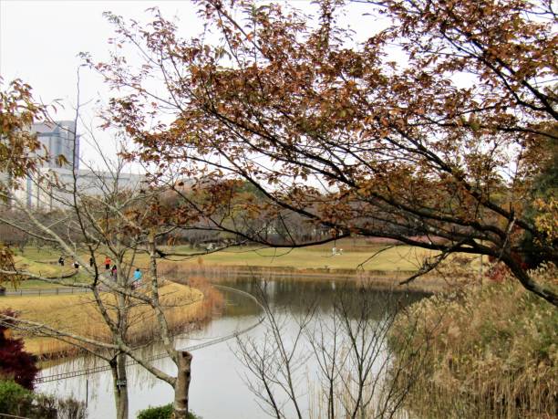 istock Japan. November. Pond at the Park. 1376630930