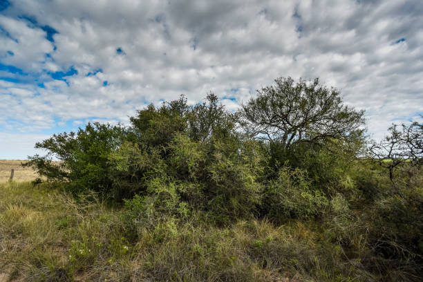 istock Calden forest landscape, La Pampa province, 1376630933