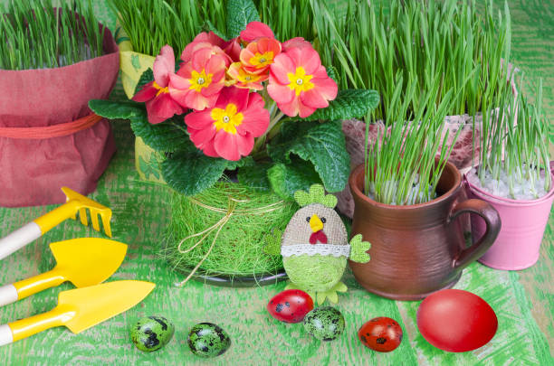 An Easter unfocused background with a potted primrose, sprouted oats, colorful eggs, garden tools and a symbolic chicken. Selective focus, the concept of Easter