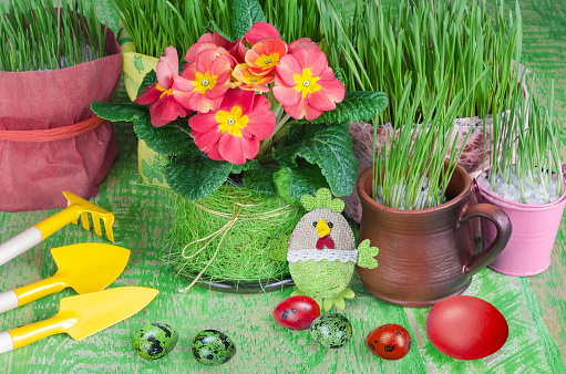 An Easter unfocused background with a potted primrose, sprouted oats, colorful eggs, garden tools and a symbolic chicken. Selective focus, the concept of Easter